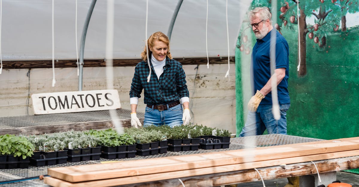 Elderly couple tending to tomato seedling trays in a greenhouse setting.