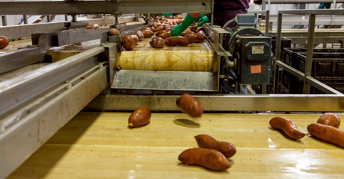 Sweet potatoes being processed on a conveyor belt in a modern factory setting.