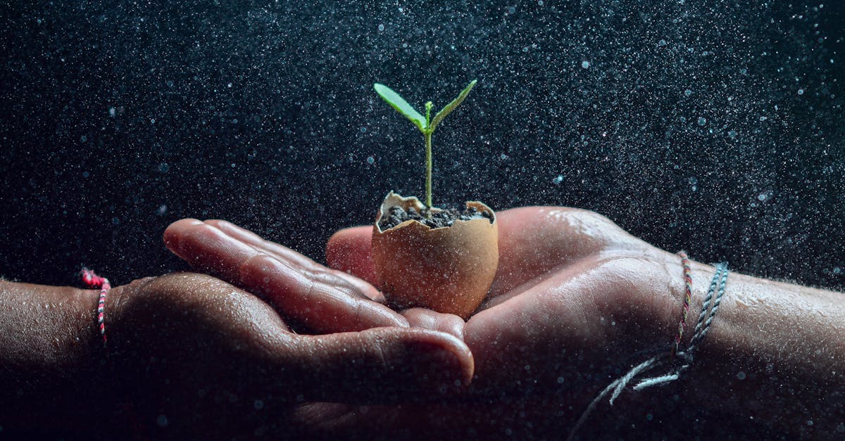 Hands cradling a small seedling in an eggshell, symbolizing growth and nature.