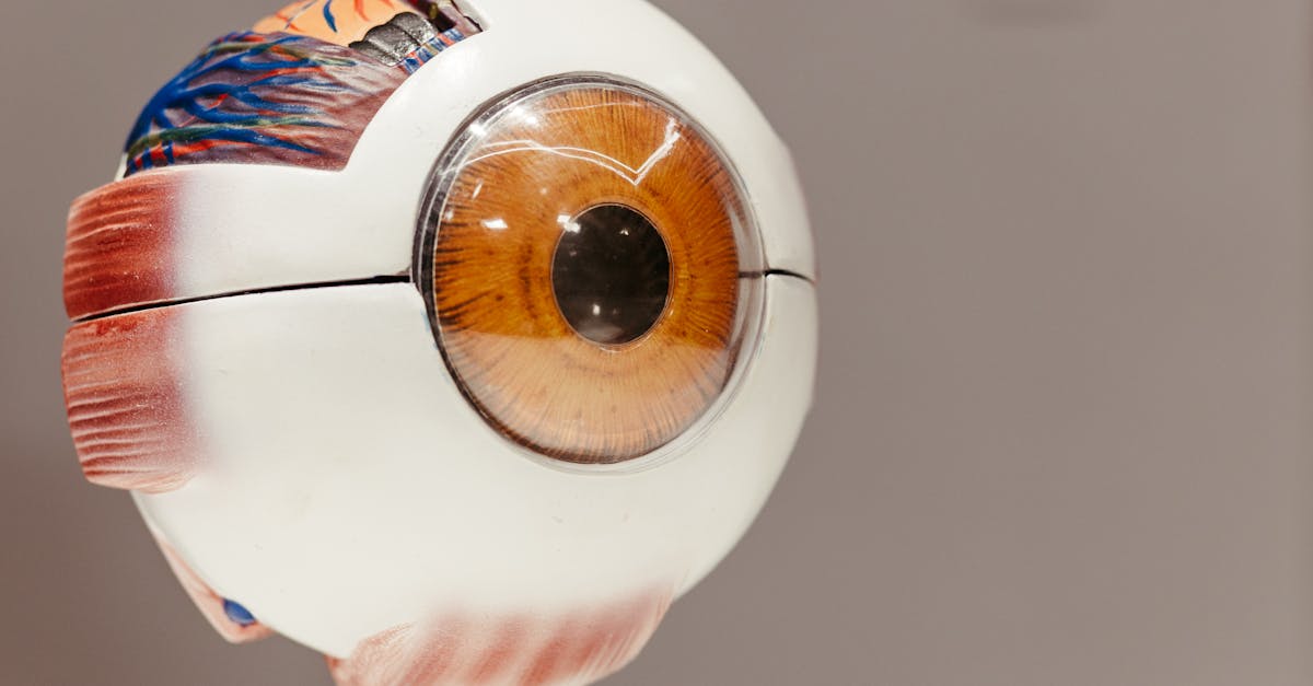 Close-up of an anatomical eye model, showcasing detailed features on a gray background.