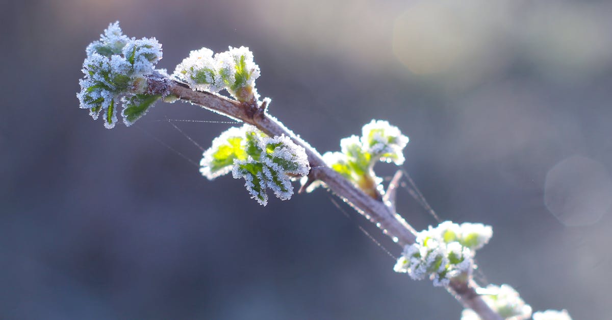 Close-up of frost-covered budding leaves on a branch with a soft blurred background.