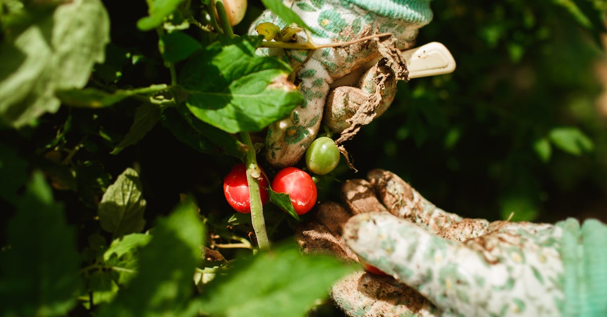 Close-up of a gardener's hands harvesting ripe tomatoes in a sunny garden.