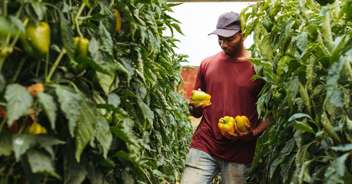 A farmer picking ripe yellow bell peppers amidst lush green plants in a greenhouse.