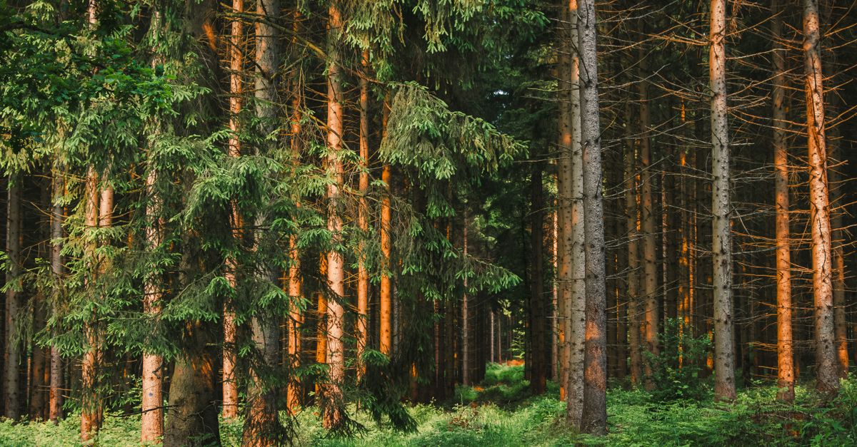 A scenic forest pathway amidst tall sunlit pine trees, evoking tranquility and natural beauty.