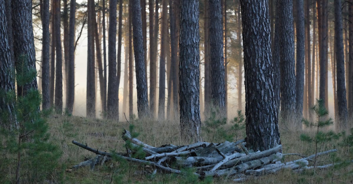 Wellness Awakening Series: Simple Steps to Daily Calm