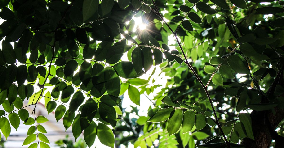 Beautiful image of sunlight filtering through lush green tree leaves, creating a serene backlit scene.