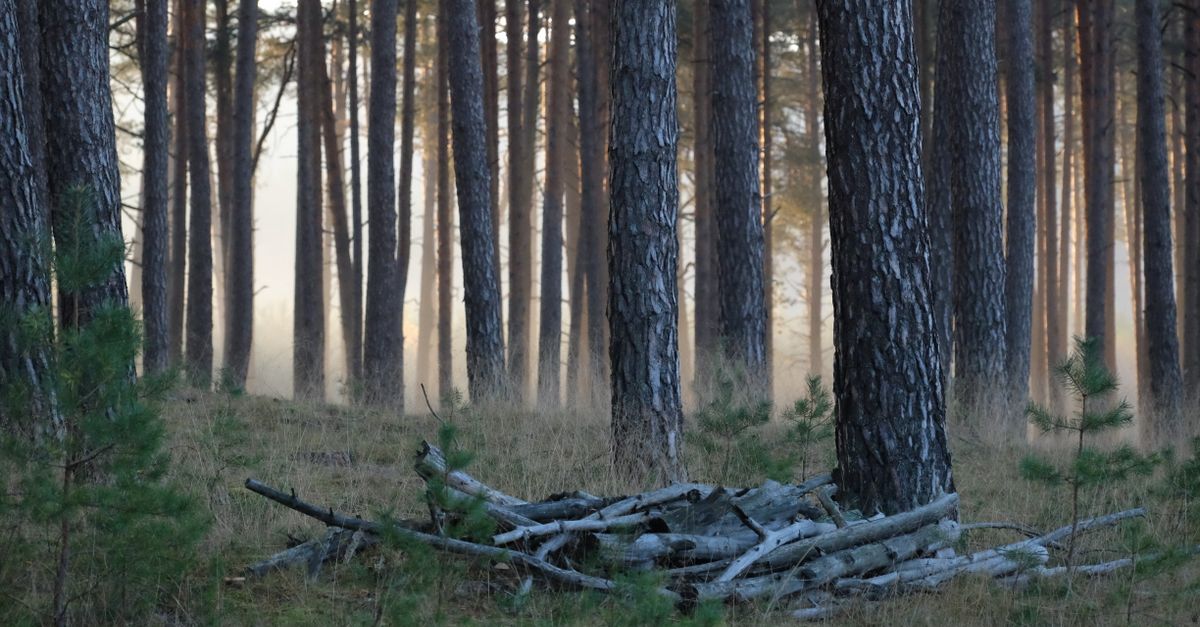 Serene misty pine forest during sunrise with scattered logs on the ground.