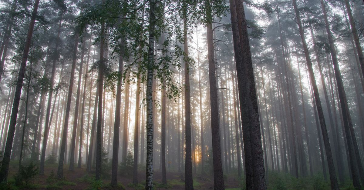 Sunlight pierces through tall coniferous trees in a misty forest, creating a serene natural landscape.