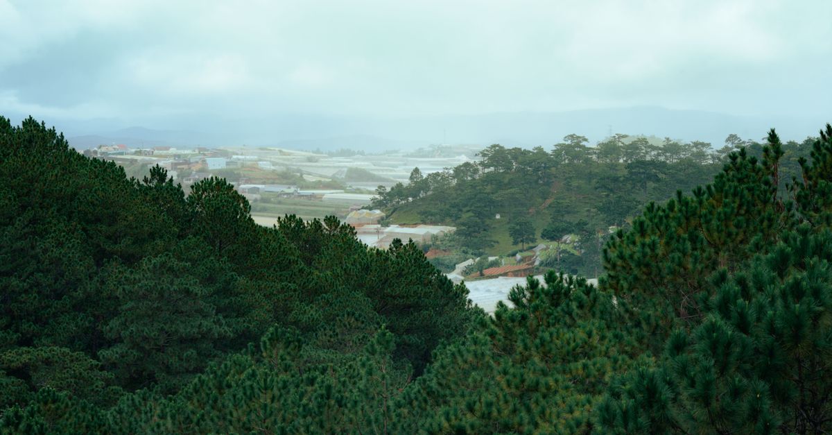 Scenic view of dense forest and foggy countryside landscape.