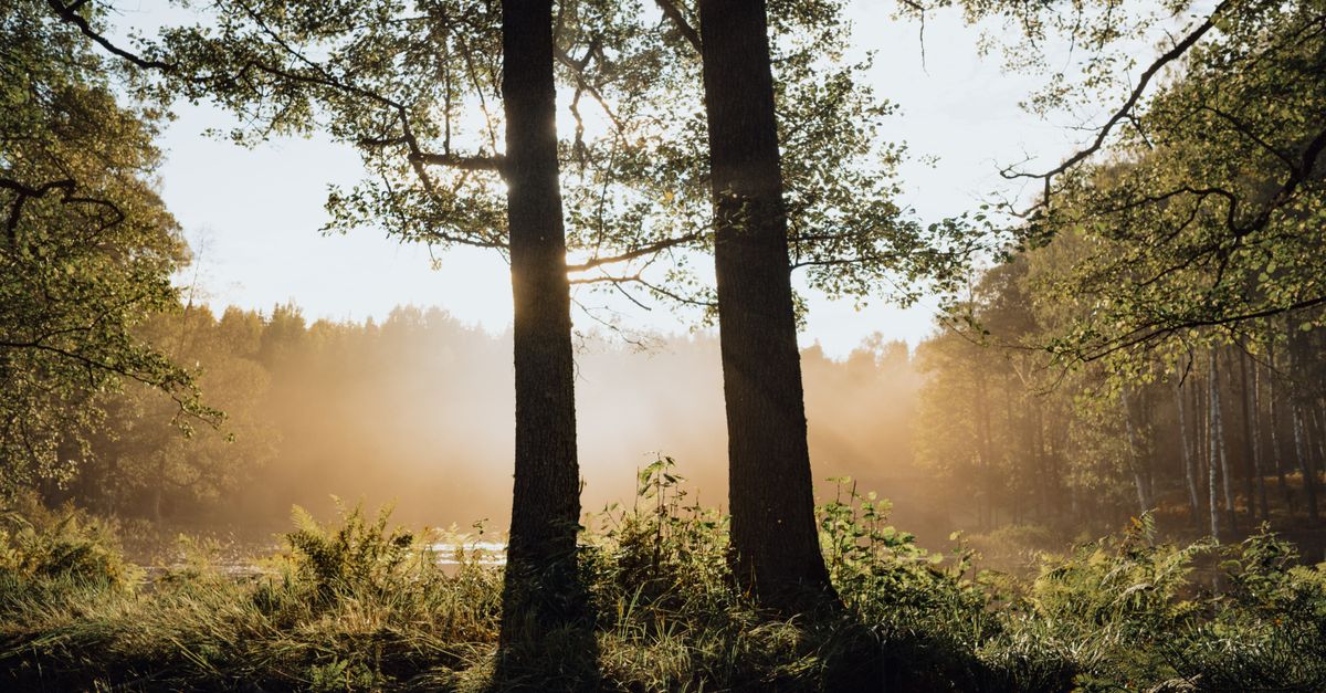 Simple Ways to Start Your Daily Wellness Routine
